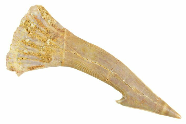 Fossil Sawfish (Onchopristis) Rostral Barb - Morocco #356450